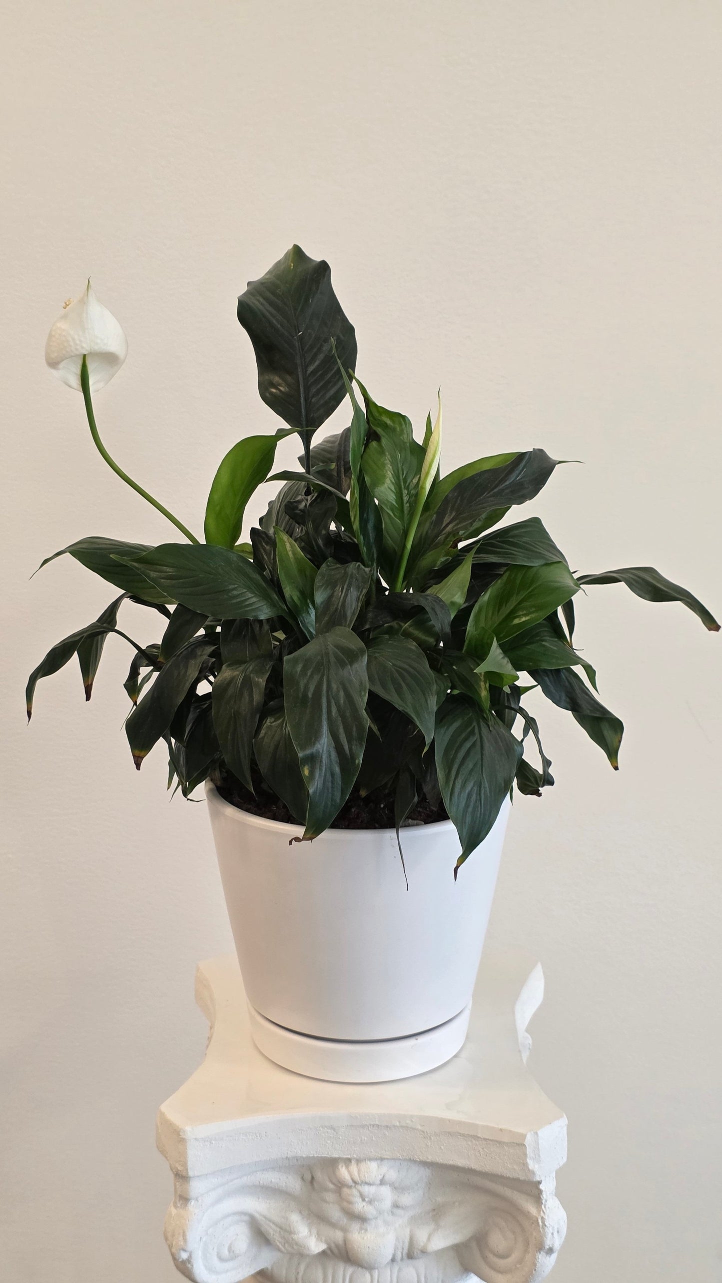 Photo of a Peace Lily