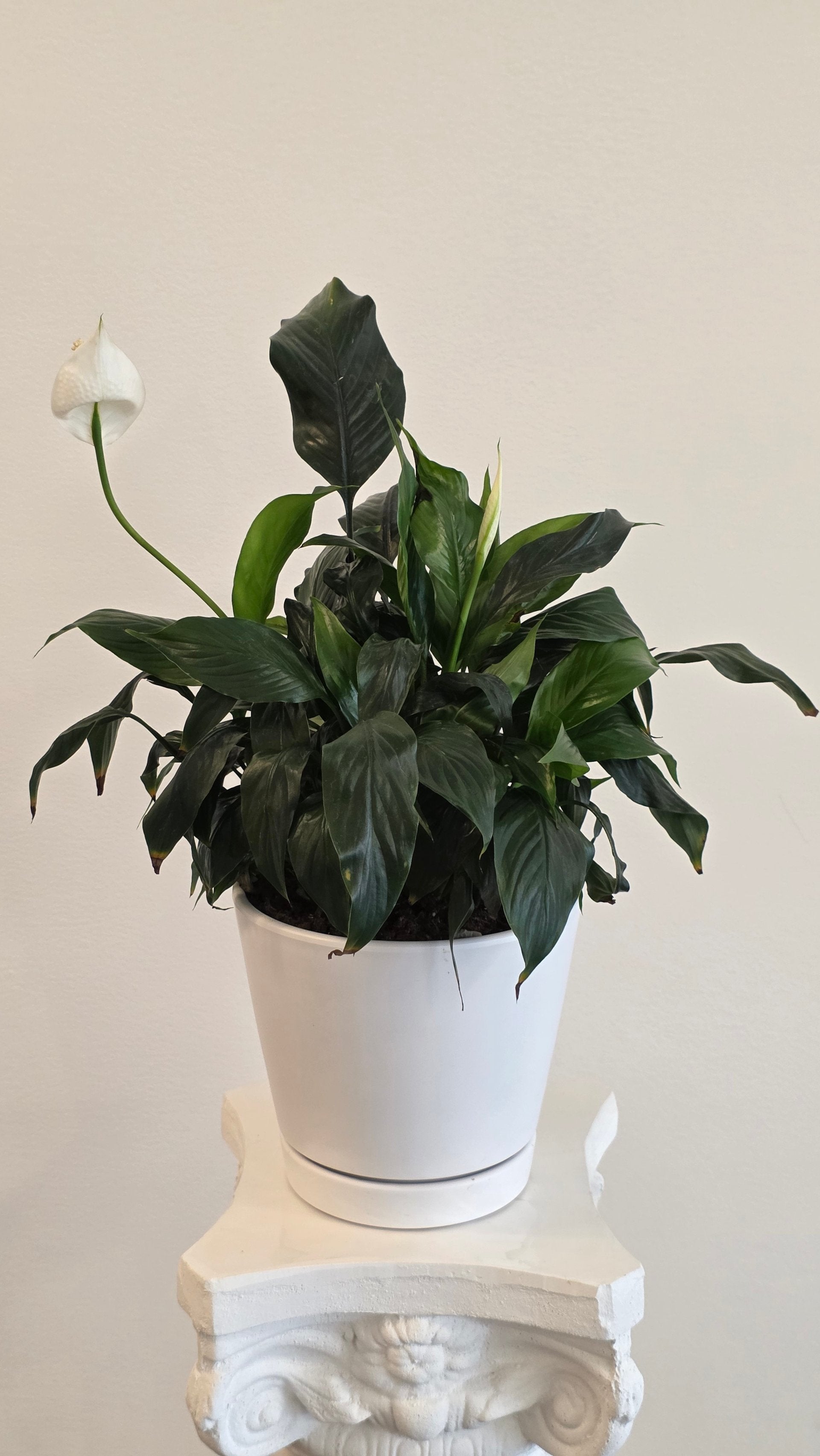 Photo of a Peace Lily