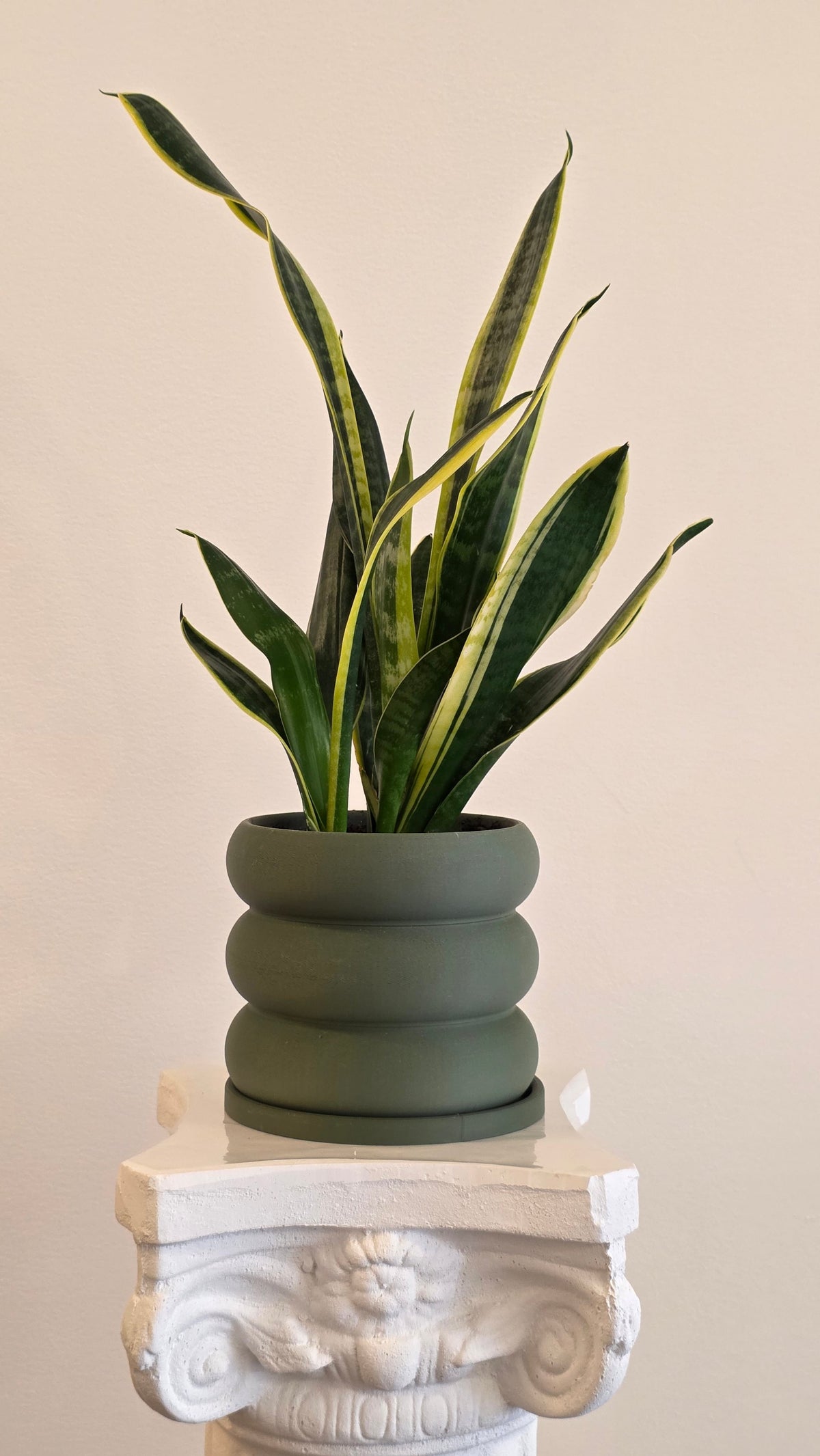 Photo of a Snake Plant (Large)